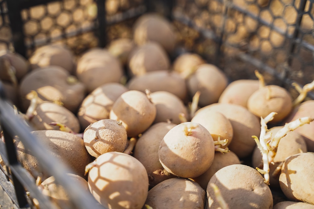 Du jardin à l'assiette: Cultiver des pommes de terre avec succès