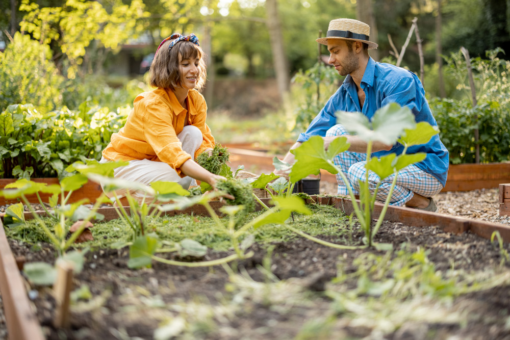 Le JardIn: Entretien saisonnier pour un espace vert épanoui